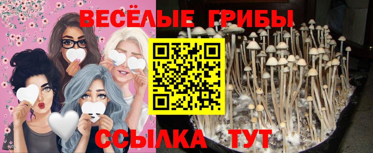 Галлюциногенные грибы Psilocybine cubensis  Вход с VPN  Боровичи 